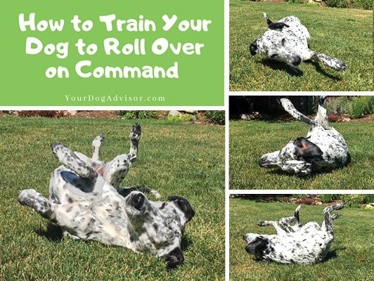 How to Train Your Dog to Roll Over